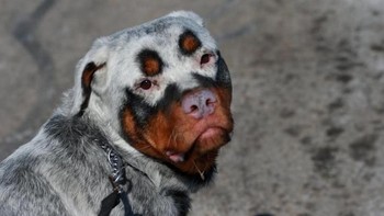 Anjing yang separuh kulitnya mengalami vitiligo. Foto: Brightside