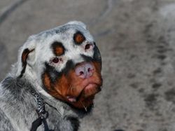 Aneka Foto Hewan Aneh dengan Kondisi Vitiligo, Apa Itu?