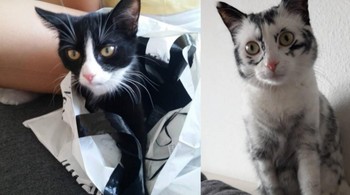 Kucing ini pun mengalami vitiligo. Foto: Brightside