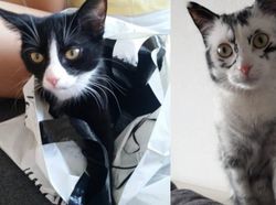 Aneka Foto Hewan Aneh dengan Kondisi Vitiligo, Apa Itu?