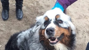 Anjing ini juga mengalami vitiligo separuh bulunya. Foto: Brightside