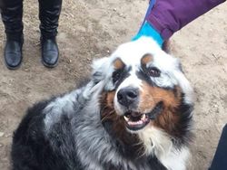 Aneka Foto Hewan Aneh dengan Kondisi Vitiligo, Apa Itu?