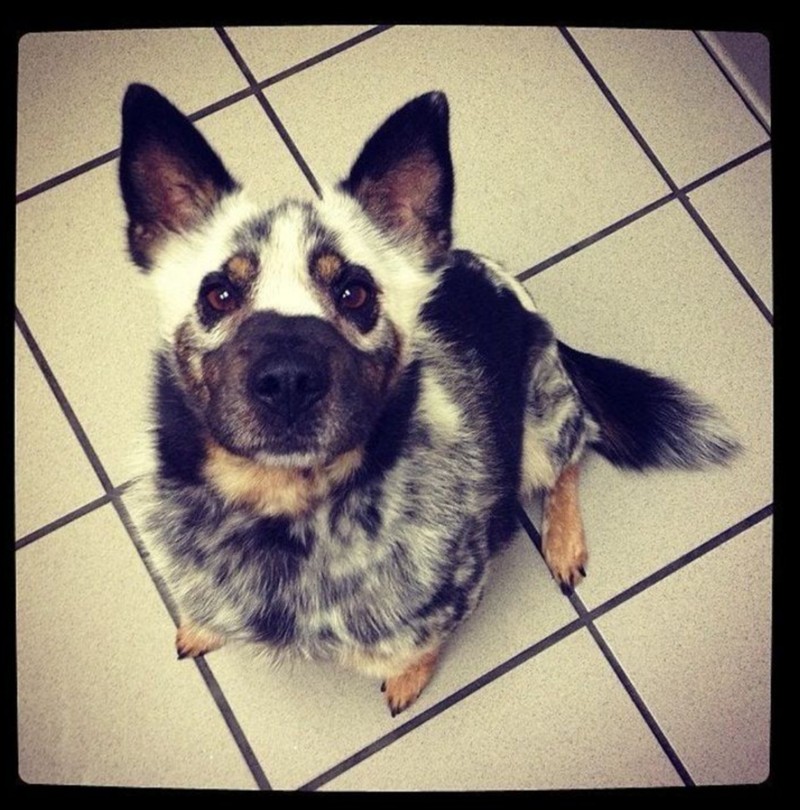 fotoiinet kumpulan hewan vitiligo