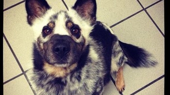 Kalau anjing ini mengalami vitiligo di wajahnya, tapi jadinya eksotis. Foto: Brightside