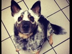 Aneka Foto Hewan Aneh dengan Kondisi Vitiligo, Apa Itu?