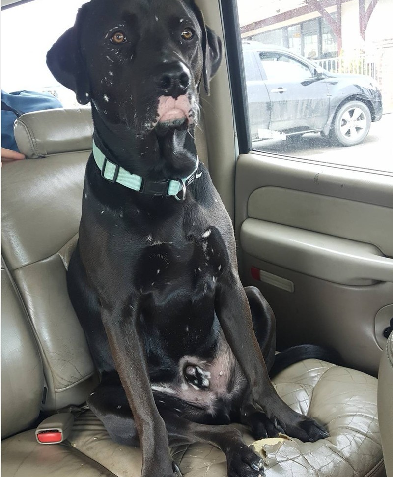 fotoiinet kumpulan hewan vitiligo