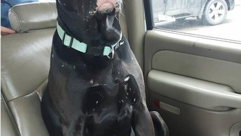 Perhatian, anjing ini mengalami vitiligo di bagian mulutnya saja. Foto: Brightside