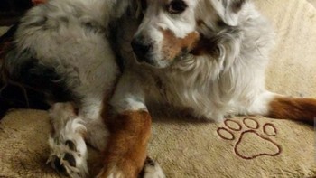 Seluruh bulu anjing ini vitiligo kecuali kaki kanannya. Foto: Brightside