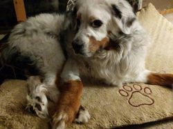 Aneka Foto Hewan Aneh dengan Kondisi Vitiligo, Apa Itu?