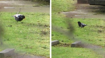 Vitiligo juga terjadi pada unggas. Foto: Brightside