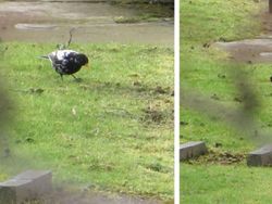 Aneka Foto Hewan Aneh dengan Kondisi Vitiligo, Apa Itu?