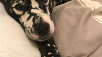 Bukan dalmatian terbalik. Tapi ini anjing berbulu hitam dengan vitiligo bintik-bintik. Foto: Brightside
