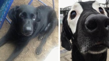 Vitiligo di bagian mata, kok bisa ya? Foto: Brightside