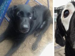 Aneka Foto Hewan Aneh dengan Kondisi Vitiligo, Apa Itu?