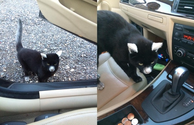 fotoiinet kumpulan hewan vitiligo