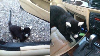 Kucing ini mengalami vitiligo pas di kupingnya, jadi lucu kan? Foto: Brightside