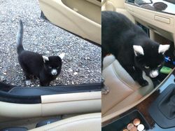 Aneka Foto Hewan Aneh dengan Kondisi Vitiligo, Apa Itu?