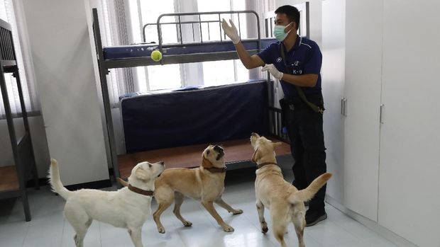 Hewan anjing pendeteksi Virus corona di Thailand. (AP/Sakchai Lalit)