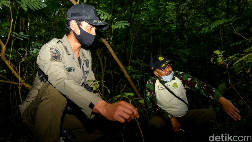 Polisi hutan menjadi garda terdepan dalam menjaga kelestarian rimba. Di Gunung Gede-Pangrango, mereka turut andil dalam menjaga keberlangsungan di hutan.