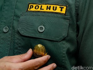 Kisah Polhut Menjaga Hutan Sampai Bertaruh Nyawa