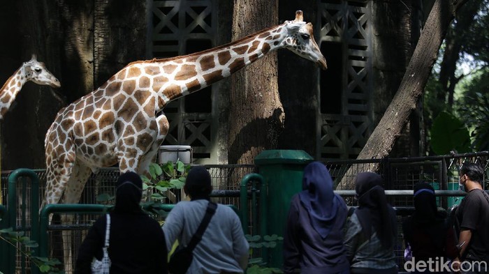 Taman Margasatwa Ragunan ramai didatangi pengunjung saat libur Waisak, Rabu (26/5/2021). Pengunjung datang bersama rombongan keluarga.