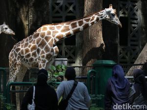 Ratusan Warga Kunjungi Ragunan di Tengah Lonjakan Tajam Kasus Corona