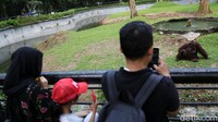 Seorang pengunjung mengabadikan salah satu hewan koleksi Ragunan.