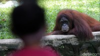 Ragunan memang selalu ramai saat hari libur. Pengunjung sengaja datang untuk melihat aneka satwa di kebun bintang tersebut.