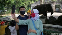 Beberapa warga melakukan swafoto dengan latar belakang gajah.