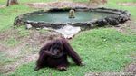 Libur Waisak Warga Serbu Ragunan