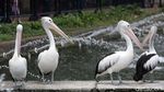 Libur Waisak Warga Serbu Ragunan