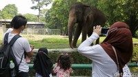 Kandang gajah paling banyak dikunjungi warga.