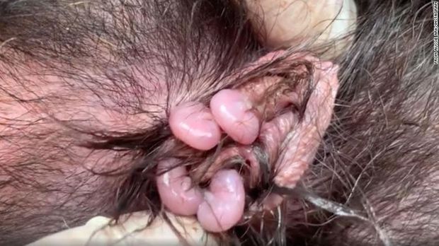 Bayi Tasmanian Devil