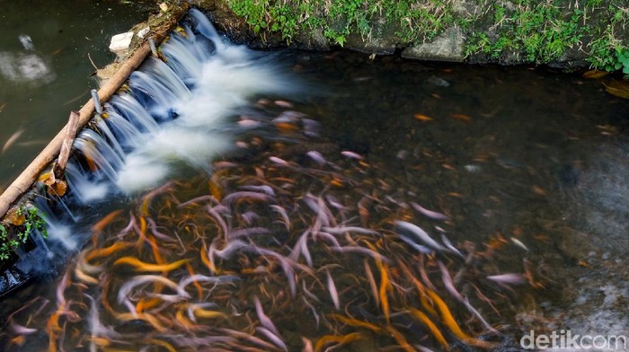Disulap Jadi Kolam Ikan, Selokan di Pamulang Ramai Didatangi Warga Saluran air di area perumahan Pamulang ini disulap menjadi kolam ikan. Kini, saluran air itu jadi tempat hiburan dadakan bagi warga sekitar. Berikut potretnya.
