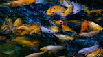 Disulap Jadi Kolam Ikan, Selokan di Pamulang Ramai Didatangi Warga