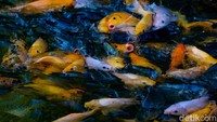 Kehadiran beragam ikan di saluran air itu pun membuat selokan sepanjang sekitar 400 meter itu kini ramai dikunjungi warga.