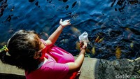 Tak sedikit anak-anak yang datang ke saluran air itu untuk memberi makan beragam ikan di selokan tersebut.