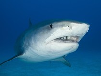 Ada Hiu Macan yang Memuntahkan Hewan Darat Mirip Landak, Kok Bisa?