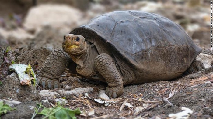 Kura-kura raksasa di Kepulauan Galapagos