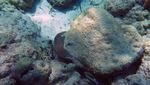 Terumbu Karang di NTT Rusak Diterjang Siklon Seroja