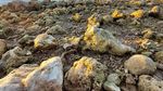 Terumbu Karang di NTT Rusak Diterjang Siklon Seroja