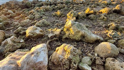 Terumbu Karang di NTT Rusak Diterjang Siklon Seroja