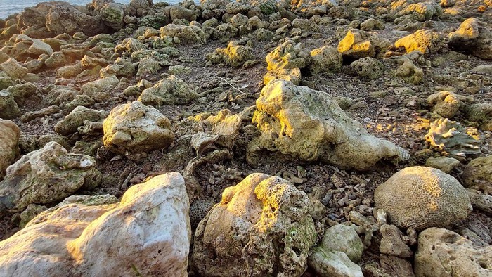 Nasib Tragis Terumbu Karang di NTT, Rusak Diterjang Siklon Seroja Siklon Seroja sebabkan kerusakan pada terumbu karang di sebagian NTT. Hal itu dikhawatirkan dapat rusak fungsi ekologis-ekonomis yang rugikan masyarakat pesisir