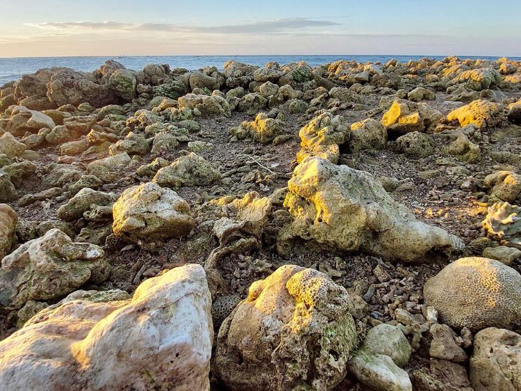 Terumbu Karang di NTT Rusak Diterjang Siklon Seroja