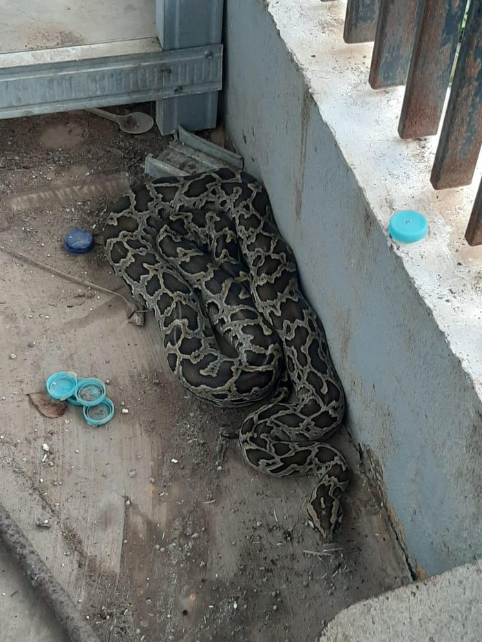Ular sanca batik seketika muncul di halaman rumah warga di Kota Makassar (dok. Istimewa).