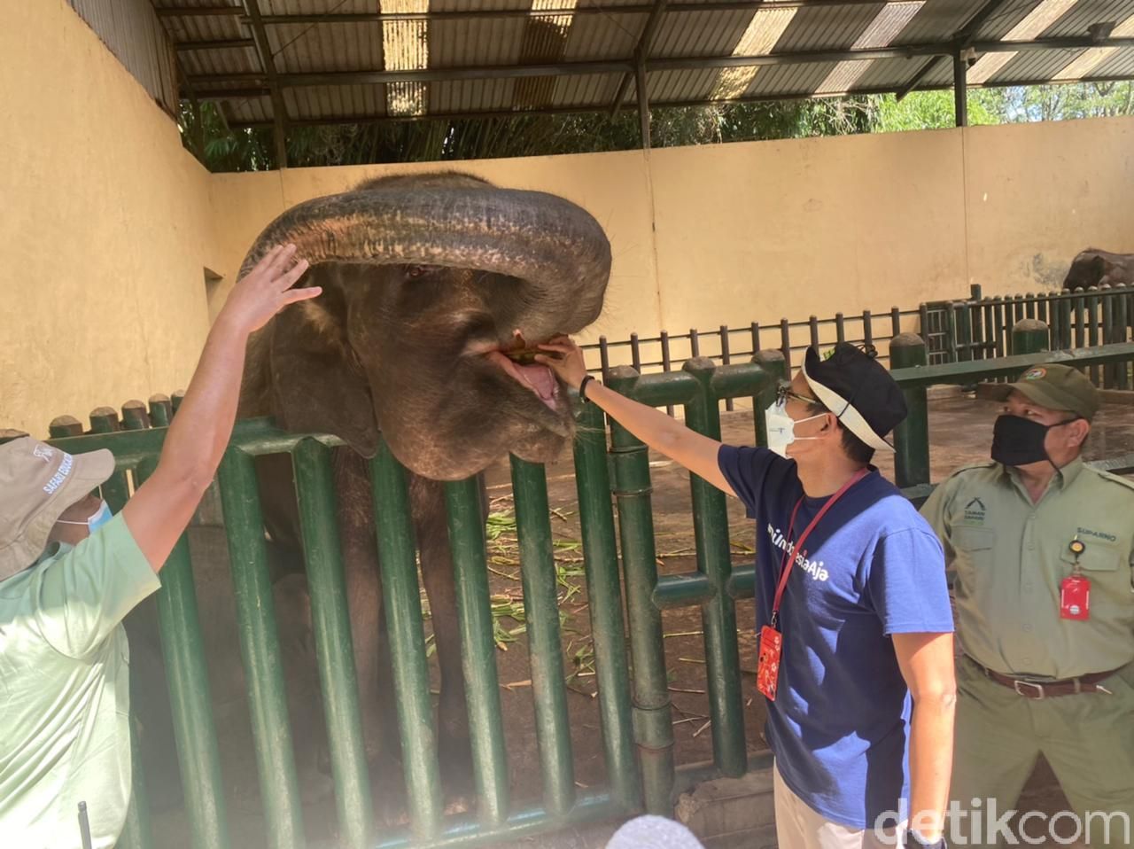 Gajah Pulisia di Taman Safari Indonesia