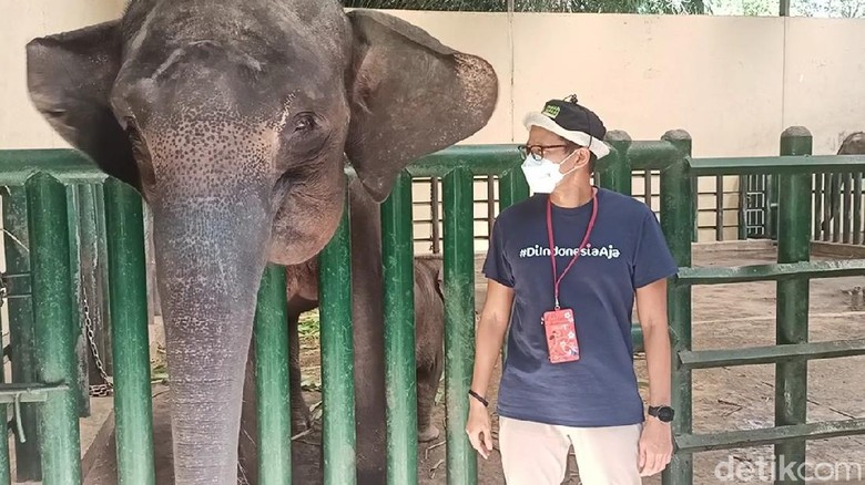 Gajah Pulisia di Taman Safari Indonesia