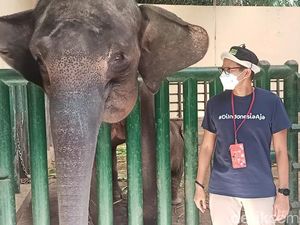 Pulisia, Ini Arti Nama Anak Gajah Pemberian Sandiaga Uno