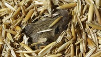  Diperkirakan ribuan tikus masih berkeliaran di lahan pertanian meraka dan membutuhkan waktu beberap minggu untuk membasminya.