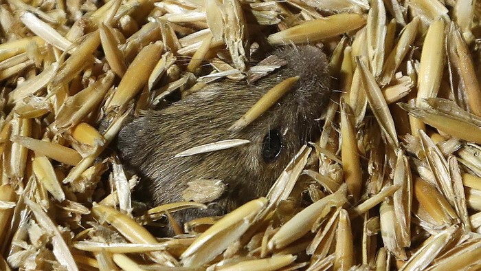 Hama Tikus Serang Pertanian di Australia Hama tikus menyerang ladang pertanian di negara bagian New South Wales Australia.